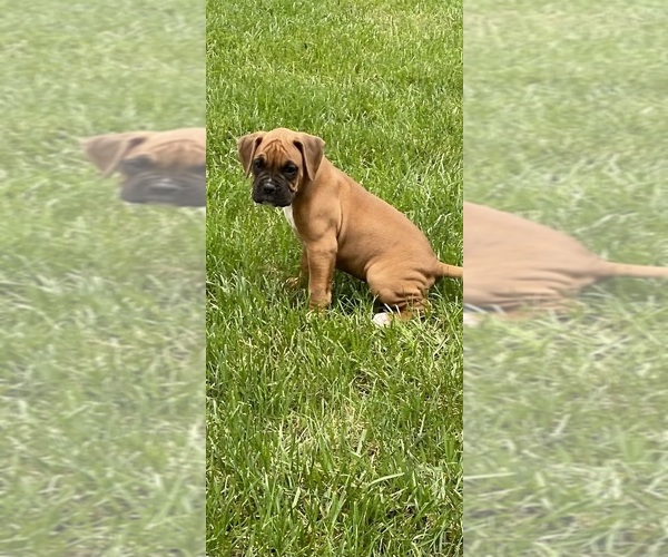 Medium Photo #4 Boxer Puppy For Sale in WHITEWATER, KS, USA