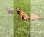 Small #3 Boxer