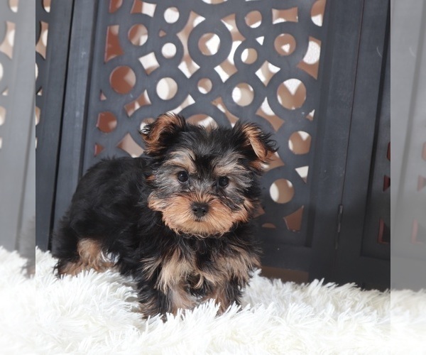 Medium Photo #2 Yorkshire Terrier Puppy For Sale in MOUNT VERNON, OH, USA