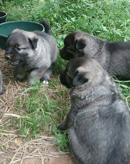 Medium Photo #1 Norwegian Elkhound Puppy For Sale in CLINTONVILLE, WI, USA