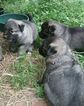Small Photo #1 Norwegian Elkhound Puppy For Sale in CLINTONVILLE, WI, USA