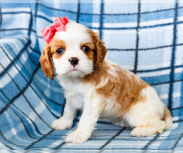 Medium Photo #17 Cockalier Puppy For Sale in WAKARUSA, IN, USA
