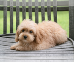 Small #2 Cavapoo (Miniature)