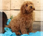 Small #4 Cavapoo