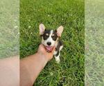 Small Photo #4 Pembroke Welsh Corgi Puppy For Sale in WESTMORELAND, TN, USA
