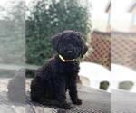 Small Labradoodle-Poogle Mix