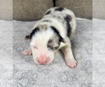 Small Photo #8 Australian Shepherd Puppy For Sale in SALISBURY, NC, USA