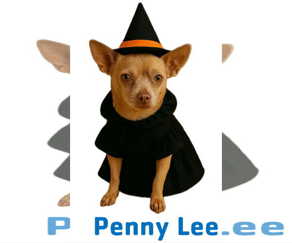 Medium Photo #3 Chihuahua Puppy For Sale in Garner, NC, USA