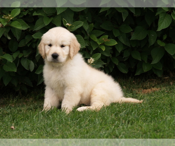 Medium Photo #11 Golden Retriever Puppy For Sale in NUNN, CO, USA