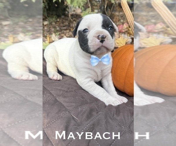 Medium Photo #5 American Bulldog Puppy For Sale in WOODBURY, NJ, USA
