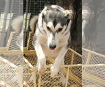 Small #14 Siberian Husky Mix