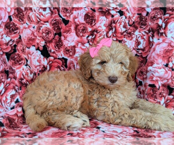 Medium Photo #5 Goldendoodle Puppy For Sale in NOTTINGHAM, PA, USA