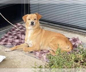 Chiweenie Dog for Adoption in Riverside, California USA