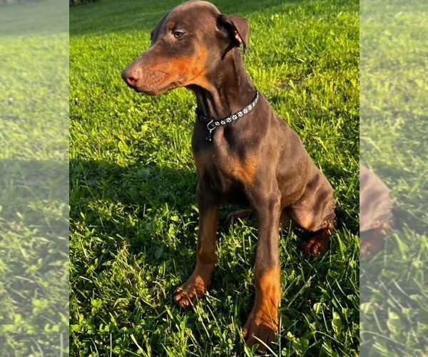 Medium Photo #6 Doberman Pinscher Puppy For Sale in POMEROY, OH, USA
