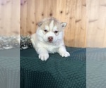 Small #5 Siberian Husky