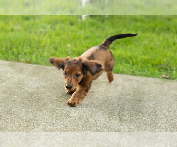 Medium Photo #4 Dachshund Puppy For Sale in BREMEN, IN, USA
