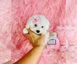 Small #16 Poodle (Toy)