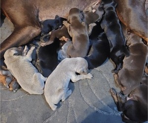 Doberman Pinscher Puppy for sale in LOS ANGELES, CA, USA