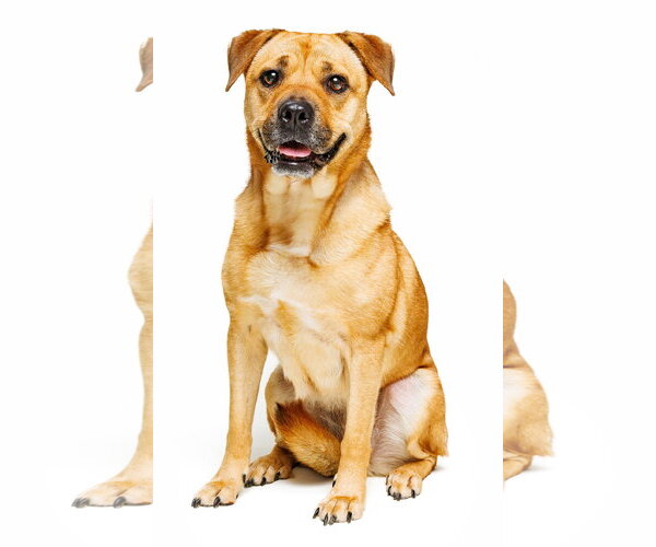 Medium Photo #2 Mutt Puppy For Sale in Cary, NC, USA