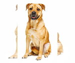 Small #1 Mutt