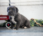 Small #1 Cane Corso
