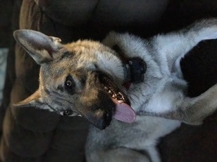 Mother of the German Shepherd Dog puppies born on 10/30/2017