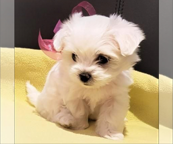 Medium Photo #4 Maltese Puppy For Sale in DELTONA, FL, USA