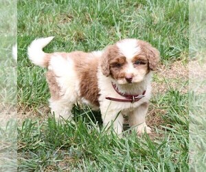 Bernedoodle (Miniature) Puppy for Sale in NEW HOLLAND, Pennsylvania USA