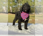 Small Photo #11 Goldendoodle Puppy For Sale in FROSTPROOF, FL, USA