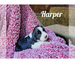 Puppy Harper English Springer Spaniel