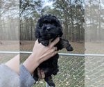 Small Photo #35 Cockapoo Puppy For Sale in BOGART, GA, USA