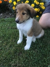 Border Collie-Collie Mix Puppy for sale in REYNOLDSVILLE, PA, USA