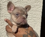 Puppy 1 French Bulldog