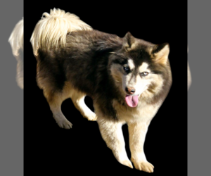 Siberian Husky Puppy for sale in SANDY HOOK, KY, USA
