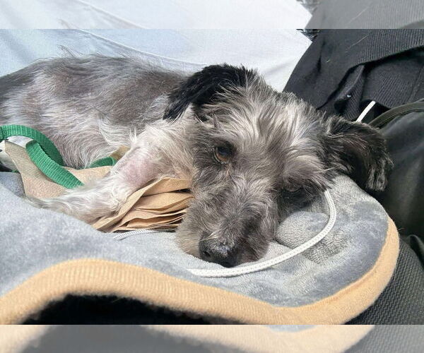 Medium Photo #14 Mutt Puppy For Sale in Boonton, NJ, USA