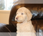 Small Photo #4 Goldendoodle Puppy For Sale in BRIGHTON, MO, USA