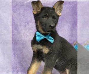 German Shepherd Dog Puppy for sale in LANCASTER, PA, USA