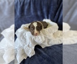 Small Photo #1 Aussiedoodle Puppy For Sale in MONTEZUMA, GA, USA