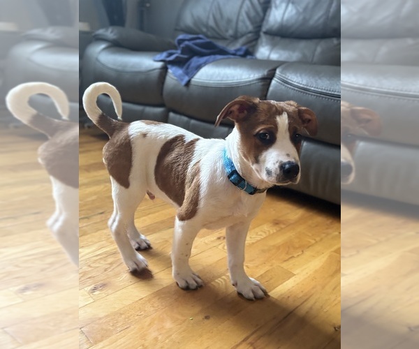 Medium Photo #3 America Bandogge Mastiff Puppy For Sale in SNELLVILLE, GA, USA