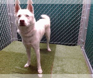 Medium Siberian Husky