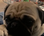 Small Photo #1 Pug Puppy For Sale in BAINBRIDGE, NY, USA