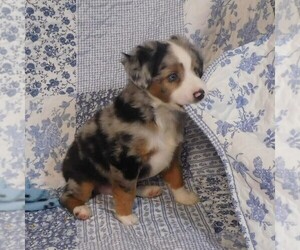 Miniature Australian Shepherd Puppy for sale in HARRISON, OH, USA