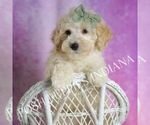 Puppy Gumdrop Maltipoo (Miniature)