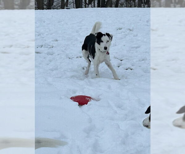 Medium Photo #22 Border Collie Puppy For Sale in Highland, IL, USA