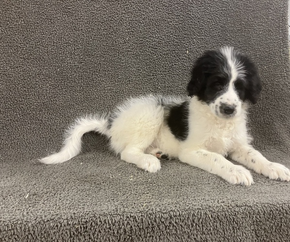 Medium Photo #25 Bordoodle Puppy For Sale in CHETEK, WI, USA