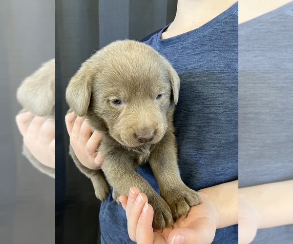 Full screen Photo #2 Labrador Retriever Puppy For Sale in DELTA, CO, USA