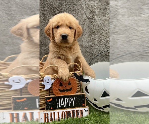 Medium Photo #9 Golden Retriever Puppy For Sale in WOODLAND HILLS, CA, USA