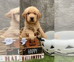 Small #8 Golden Retriever