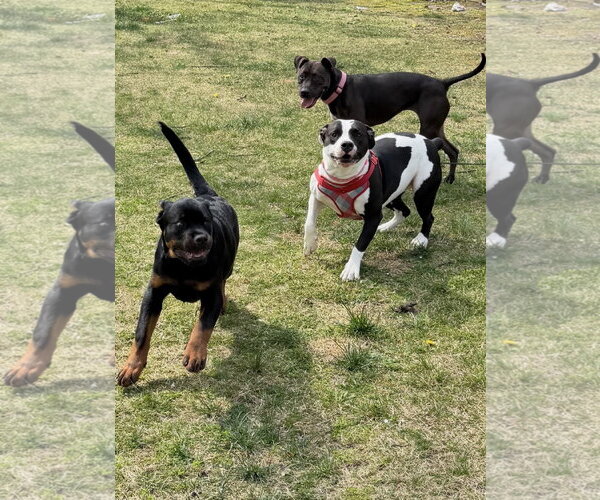 Medium Photo #13 American Pit Bull Terrier-Unknown Mix Puppy For Sale in Oakhurst, NJ, USA