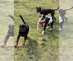 Small #12 American Pit Bull Terrier Mix